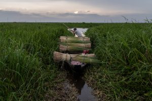 A purun harvester returns to the village through the wetland below, so it must be pushed with a stick to move through the vegetation. He spent several days harvesting in the peat bog, so he carries a large load of purun that he will deliver to his buyers when he arrives in the community. Most of the soil in Indonesia is peatland: almost 80% of the territory. The bond of Indonesians with this wetland has historically been very close. Either because governments have drained them for urbanization, or used them for agriculture (as palm oil plantations), something that is still dramatically modifying the landscape. On the island of Sumatra, some local communities grow in the wetland. They build their houses on the delta, find their food in the water and develop a very characteristic activity for the local culture and identity: purun handicrafts.
Purun is a type of grass that grows on the tropical peatlands of Indonesia. Photographer: Luján Agusti. Pedamaran, South Sumatra, Indonesia. February 2023.