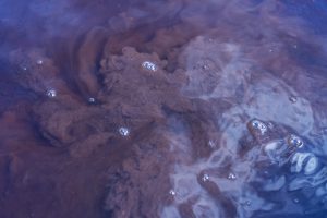 Detail of water from a peat bog. Peat bog water usually has that reddish brown color because it drains from the peat that has the same colors. It may look like dirty water but nevertheless it is water that comes down from the mountain and is filtered by the peat bog until it flows into the sea. ​​Peninsula Mitre (which is technically not a peninsula) is the easternmost point of the Isla Grande de Tierra del Fuego. One of the most inhospitable and pristine places on the island, in our country, and without a doubt, in the world. This place is home to hundreds of legends and has an immense burden of human frustrations for wanting to inhabit it. There, it is nature who has, finally, the last word. Also, along with all this history and adding even more enchantment, it is home to the largest peatlands in South America, and one of the few that still remain untouched on our planet.

For 30 years there has been a legislative project that seeks to protect Peninsula Mitre. A law that has had many ups and downs but that seems to be getting closer and closer, pulled by people who have been working for years to ensure that the magical remains magical. Tierra del Fuego, April 7th, 2022. Photographer: Lujan Agusti.