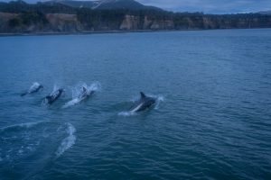 ​​A pod of southern dolphins swims at the entrance to Slogget Bay. Slogget is one of the most famous points of Peninsula Mitre, given its position, allows access but often enter strong currents from the South Sea which has caused a lot of accidents and shipwrecks. It has cliffs with peat bogs that fall on the beach, a unique landscape in the world. Peninsula Mitre (which is technically not a peninsula) is the easternmost point of the Isla Grande de Tierra del Fuego. One of the most inhospitable and pristine places on the island, in our country, and without a doubt, in the world. This place is home to hundreds of legends and has an immense burden of human frustrations for wanting to inhabit it. There, it is nature who has, finally, the last word. Also, along with all this history and adding even more enchantment, it is home to the largest peatlands in South America, and one of the few that still remain untouched on our planet.

For 30 years there has been a legislative project that seeks to protect Peninsula Mitre. A law that has had many ups and downs but that seems to be getting closer and closer, pulled by people who have been working for years to ensure that the magical remains magical. Tierra del Fuego, April 7th, 2022. Photographer: Lujan Agusti.