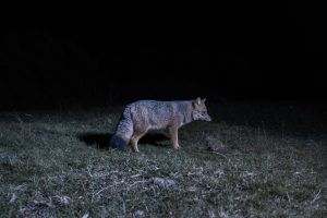 A red fox or "zorro fueguino" wanders through the peatland at night in search of food. It is one of the largest species in the area and is considered the southernmost canid in the world. It feeds on rodents, rabbits, birds and lizards, and to a lesser extent on plants and carrion. It has also come to feed on sheep, for which it has long been persecuted by ranchers. As a consequence, it has been in danger of extinction. ​​Peninsula Mitre (which is technically not a peninsula) is the easternmost point of the Isla Grande de Tierra del Fuego. One of the most inhospitable and pristine places on the island, in our country, and without a doubt, in the world. This place is home to hundreds of legends and has an immense burden of human frustrations for wanting to inhabit it. There, it is nature who has, finally, the last word. Also, along with all this history and adding even more enchantment, it is home to the largest peatlands in South America, and one of the few that still remain untouched on our planet.

For 30 years there has been a legislative project that seeks to protect Peninsula Mitre. A law that has had many ups and downs but that seems to be getting closer and closer, pulled by people who have been working for years to ensure that the magical remains magical. Tierra del Fuego, April 8th, 2022. Photographer: Lujan Agusti.