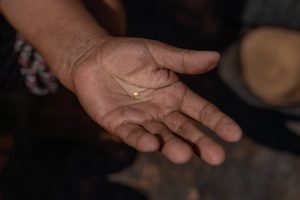 Detail of a gold nugget while working in the gold mining process under the control of the owners of the "Los Cinco Rebeldes" concession. The Huepetuhe area currently belongs to what is known as the "mining corridor", a sacrifice area where these practices have been allowed in a regulated manner. Mining in this area has been going on for decades and the impact on the territory has been very significant.  Some businesses, such as the "Los Cinco Rebeldes" concession, have tried to generate more sustainable alternatives to their business, such as eco-tourism. For some years now, the Amazonian area of Madre de Dios in Peru has been impacted by legal, illegal, and informal gold mining. To tap the gold, miners literally turn the jungle upside down. They arrive in a humid, leafy, abundant territory and leave behind a desert, often contaminated by mercury, a fundamental element for gold mining. Madre de Dios, Peru. Photographer: Luján Agusti. July 2022.